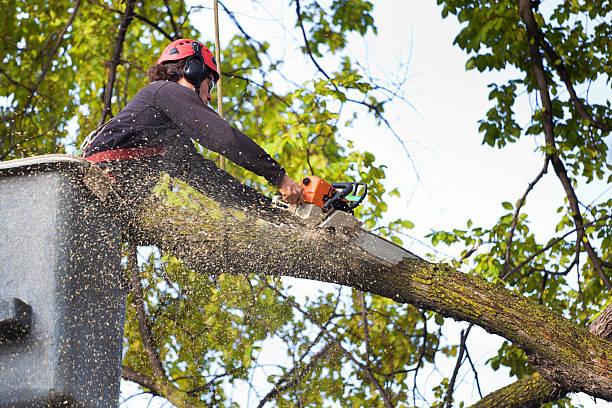 Reliable Dearborn Heights, MI Tree Service Solutions